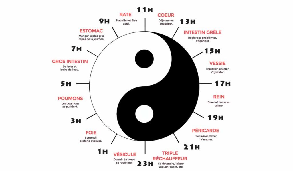 Horloge circadienne selon la médecine traditionnelle chinoise MTC