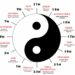 Horloge circadienne selon la médecine traditionnelle chinoise MTC